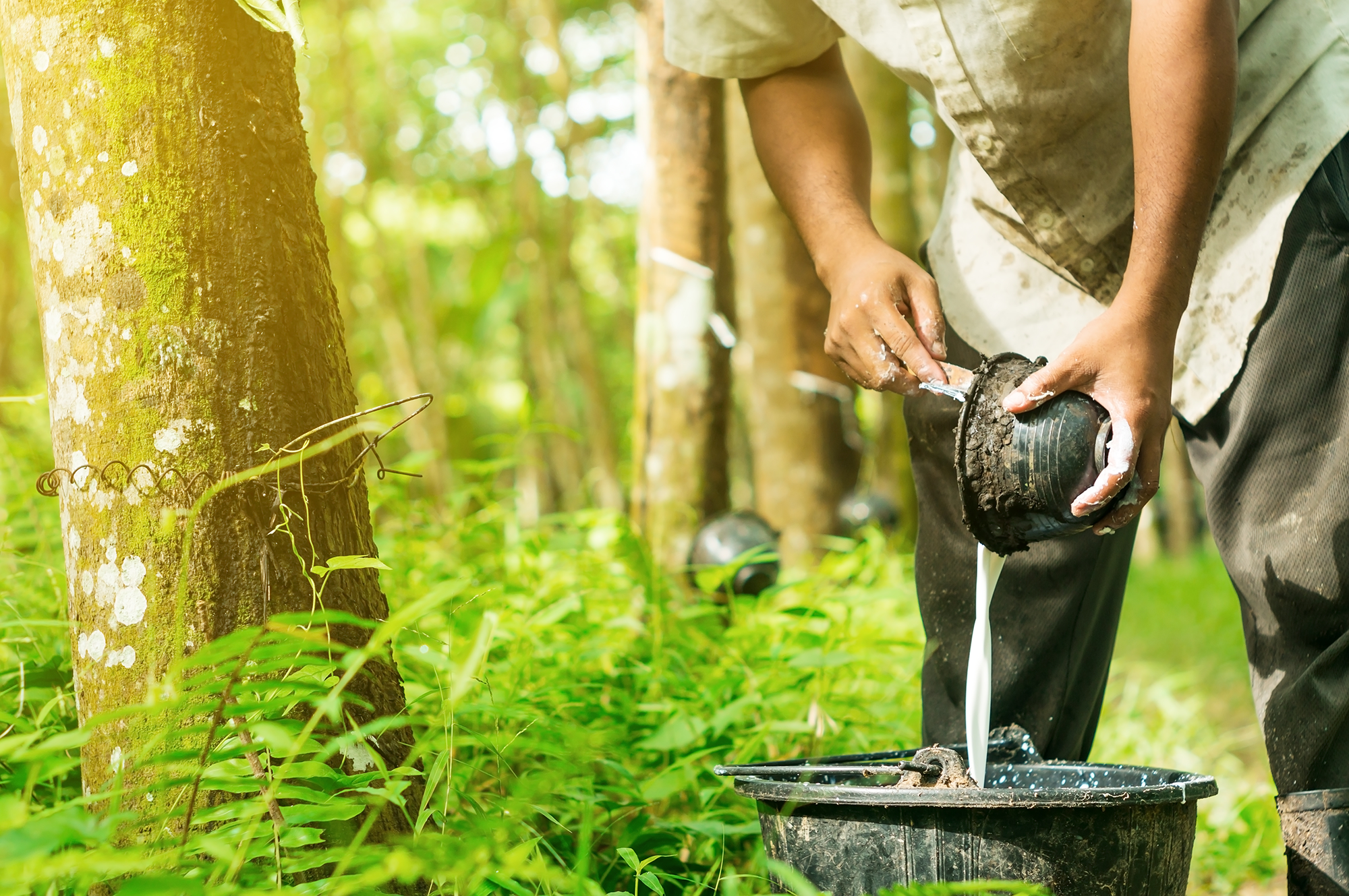 Natural Rubber Rubber trees