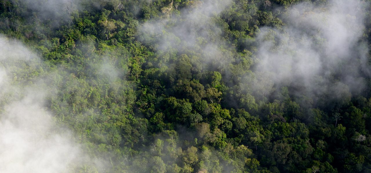 Selva del Amazonas, Brasil